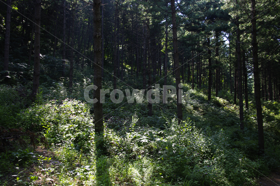 숲,나무,plant,초목,식물,woodland,삼림지,nature,자연,tree