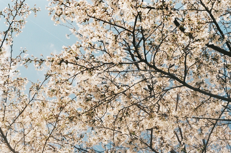 봄,벚꽃,나들이,꽃놀이,데이트,하늘,햇살,봄,계절,spring,season,식물,자연,plants,nature,꽃,flower,나무,trees,wood,감성,sensible,feeling,plant,blossom