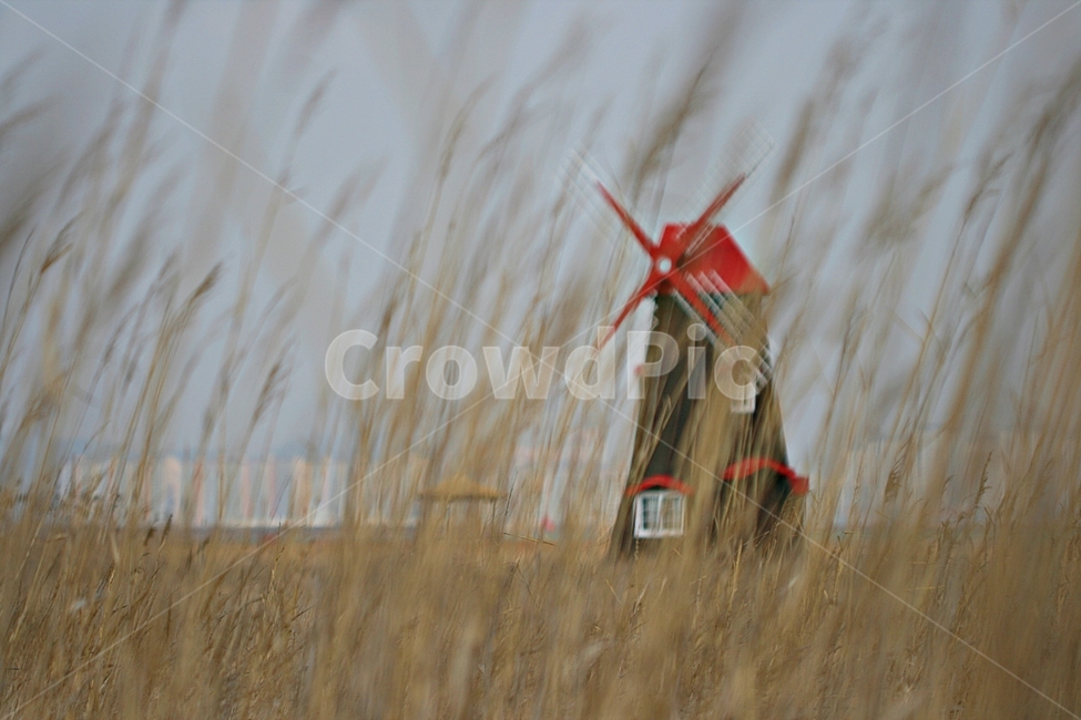 풍차,바람,갈대,자연,가을,가을,계절,fall,autumn,season,건축물,건물외관,exterior,building,structure,architecture,construction,grass,잔디,plant,식물,lawn