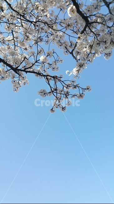 봄,벚꽃,분홍색,꽃,왕벚꽃,벚나무,하늘,봄,계절,spring,season,plant,식물,flower,blossom