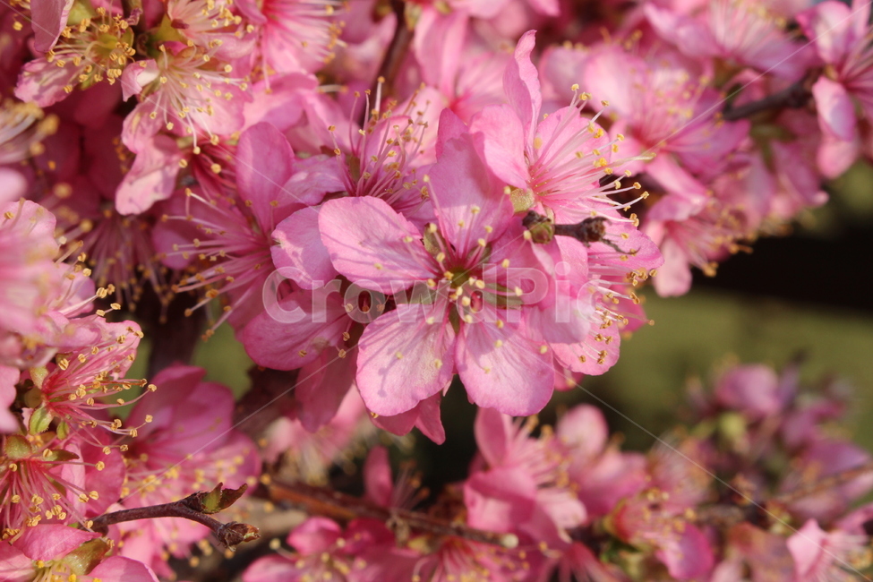 꽃,앵두꽃,봄,spring,flower