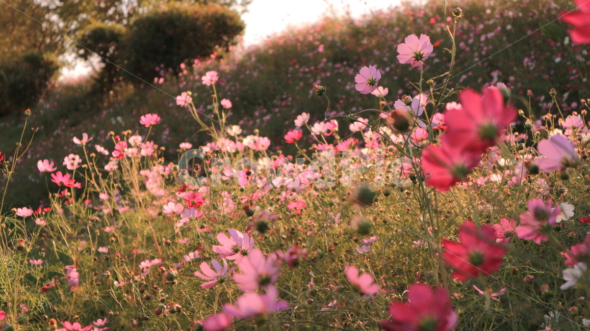 가을,꽃,코스모스,꽃밭,가을풍경,식물,자연,오후,autumn,fall,cosmos,flower,plant,가을,계절,fall,autumn,season