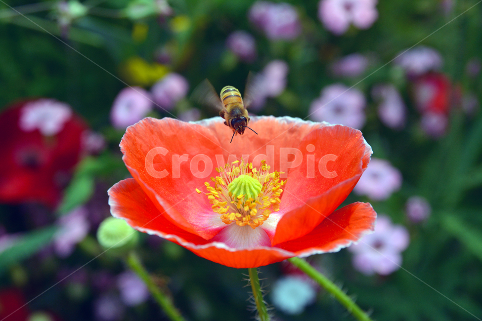 bee,벌,꿀벌,honeybee,꽃,flower,양귀비,식물,곤충,plant