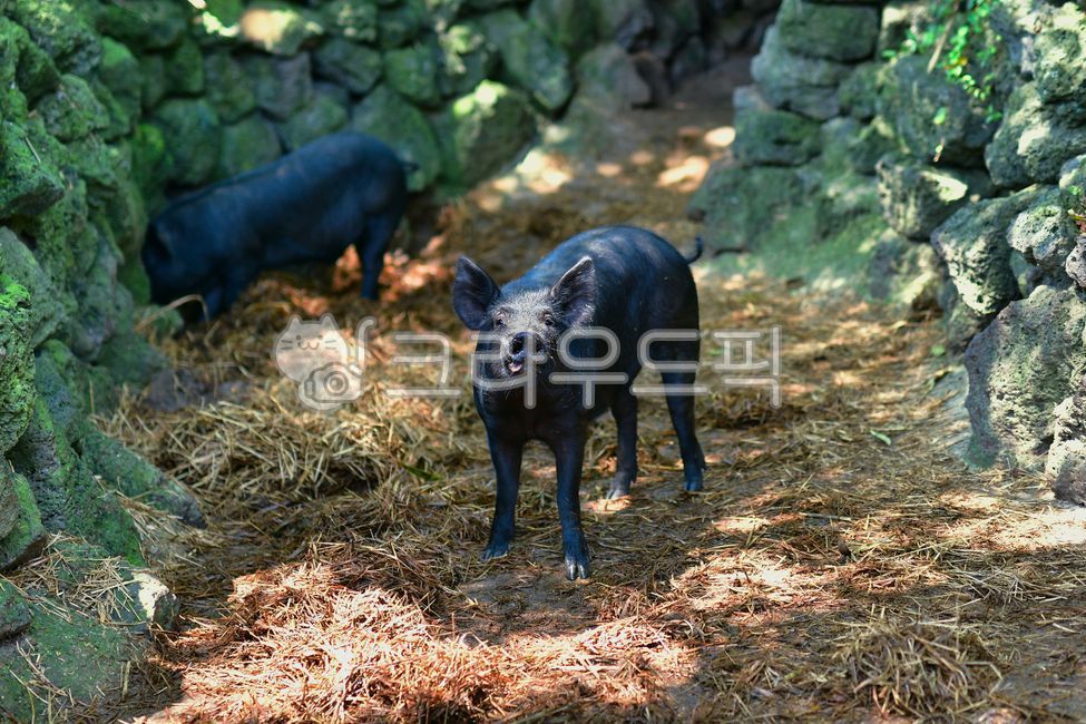 hog,Native pig,Doyaji,pig,earthen pig,wild boar,mammal,animal,Jeju Island,mammalia