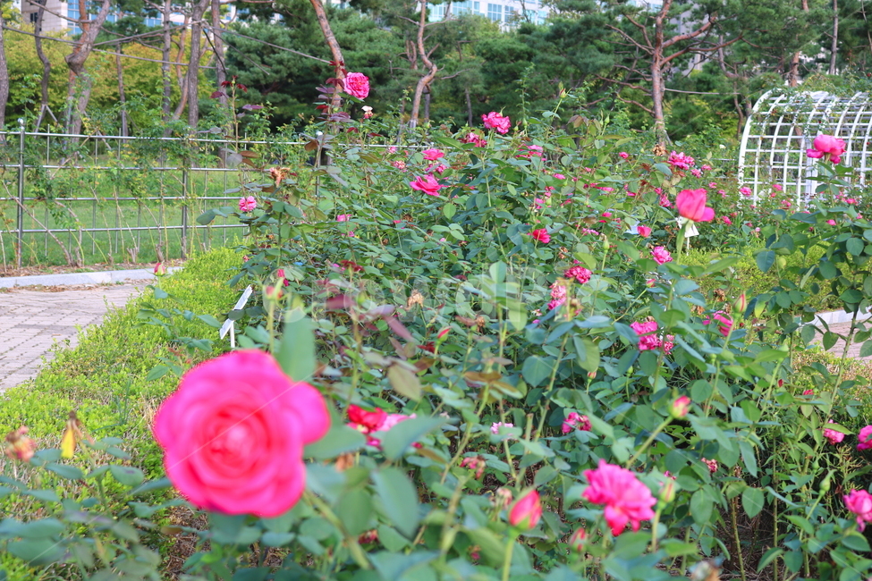 장미,장미꽃,꽃,식물,자연,핑크피스,꽃밭,관상용,분홍꽃,식물,자연,plants,nature,꽃,flower