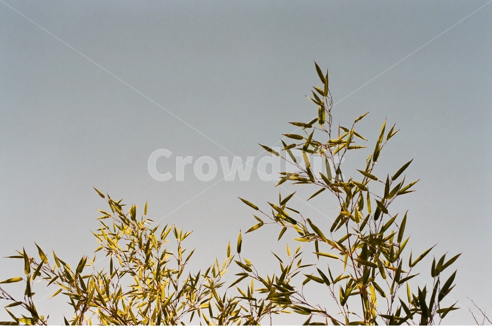 대나무,나무,식물,하늘,도시풍경,자연풍경,감성,감정,landscape,feeling,emotion,식물,자연,plants,nature,감성,sensible,feeling