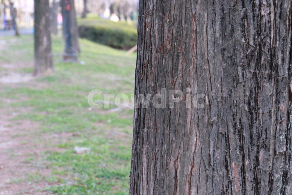 나무,기둥,식물,자연,우드,식물,자연,plants,nature,나무,trees,wood