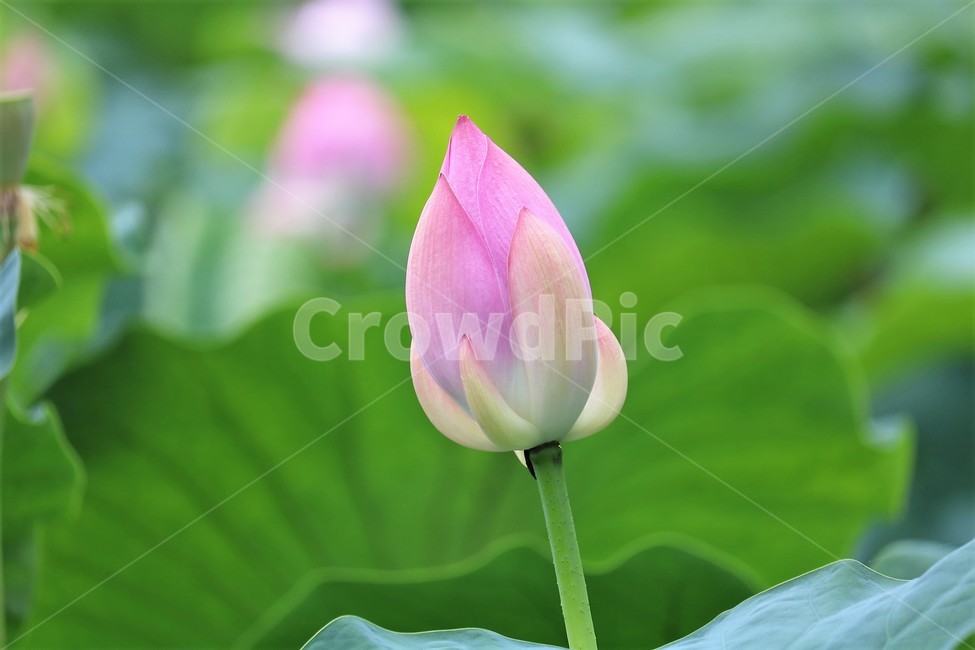 식물,꽃,flower,연꽃,꽃봉오리,식물,자연,plants,nature,꽃,flower