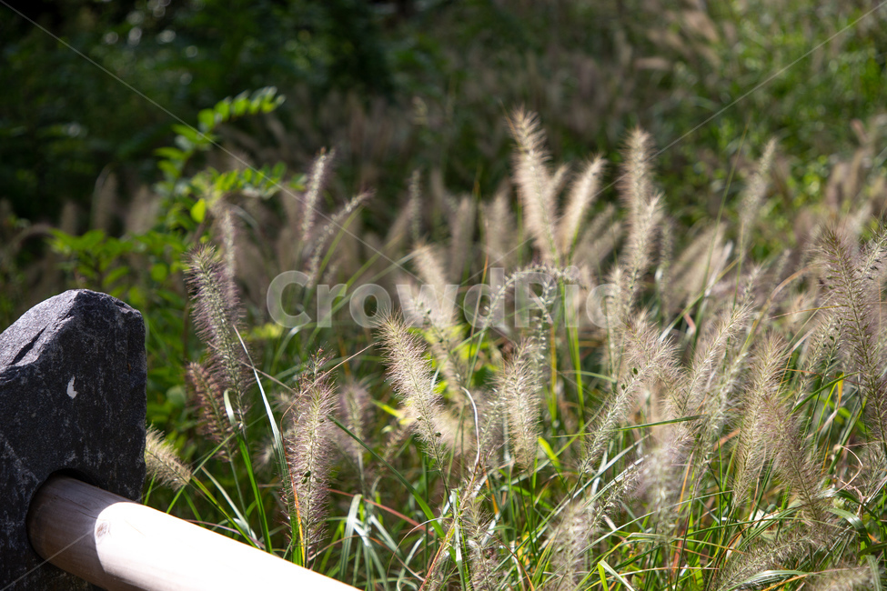 가을,강아지풀,건들바위,가을풍경,풀,식물,자연,plants,nature