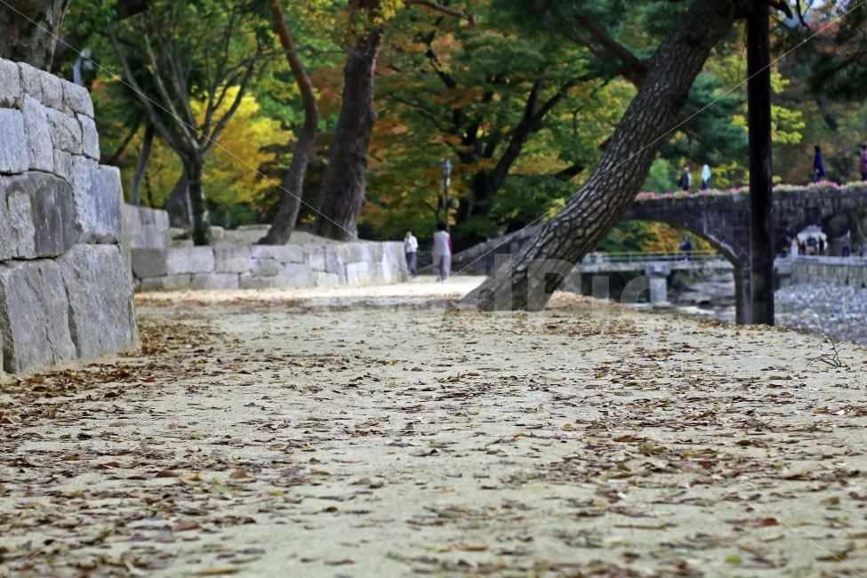 가을,계절,낙엽,단풍,한산한,조용한,자연,풍경,배경,가을,계절,fall,autumn,season,자연,풍경,nature,landscape,tree,나무,plant,식물,ground,바닥,tree trunk,나무 줄기