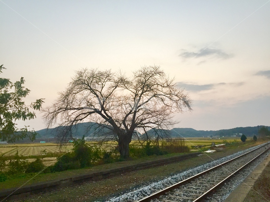 배경,감성,기차역,기찻길,나무,철도,traintrack,풍경,자연,풍경,nature,landscape,railway,rail,레일,transportation,교통,train track,gravel,자갈,dirt road,흙길,road,도로