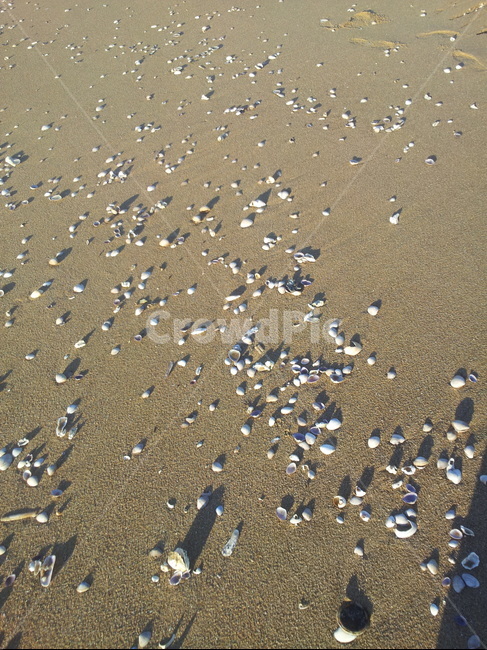 모래사장,조개,해변,자연,배경,질감