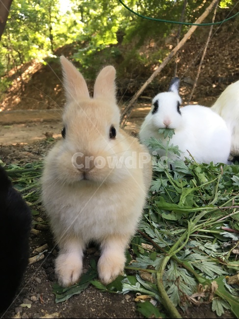 토끼,아기토끼,새끼토끼,산토끼,집토끼,야생토끼,동물,animal,포유류,mammal