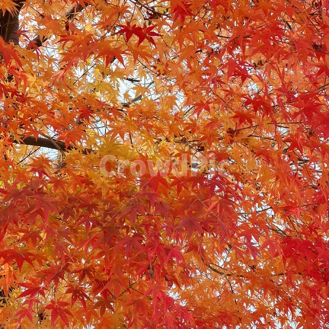 나무,단풍,maple,식물,잎,tree,plant,가을,계절,fall,autumn,season,식물,자연,plants,nature