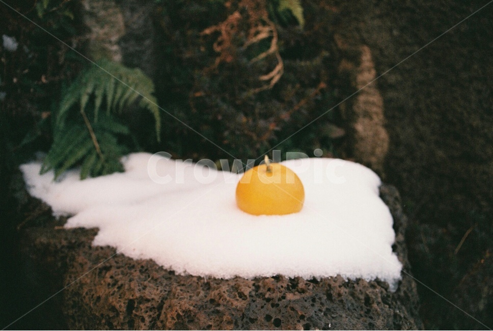 과일,귤,겨울풍경,겨울,winter,제주도,제주,jeju,필름,필름사진,겨울,계절,winter,season