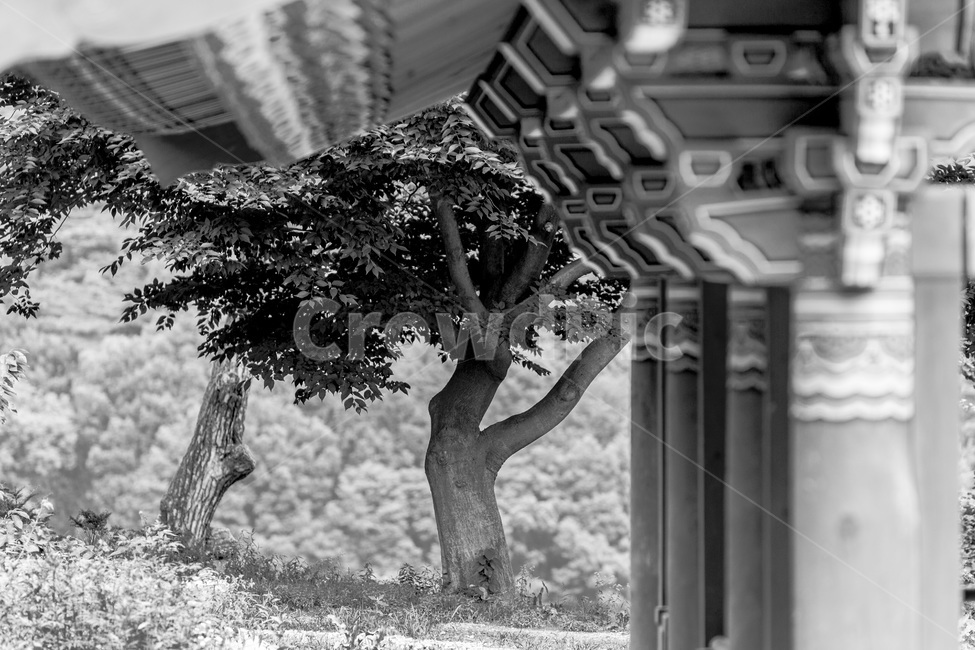 칠장사,고찰,소나무,정원,감성,단청,한국전통,한국문화,korean traditional,korean culture,흑백,모노톤,monochrome,black and white,건축물,건물외관,exterior,building,structure,architecture,construction