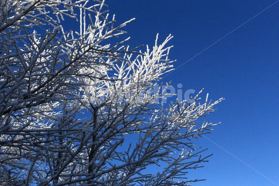 한라산,제주도,산,상고대,눈,눈꽃,겨울,snow,winter,나무,tree