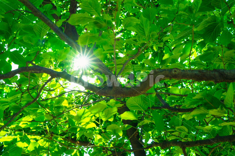 자연,풍경,아침,햇살,감성,나무,식물,식물,자연,plants,nature,나무,trees,wood,휴식,힐링,rest,relaxation,healing