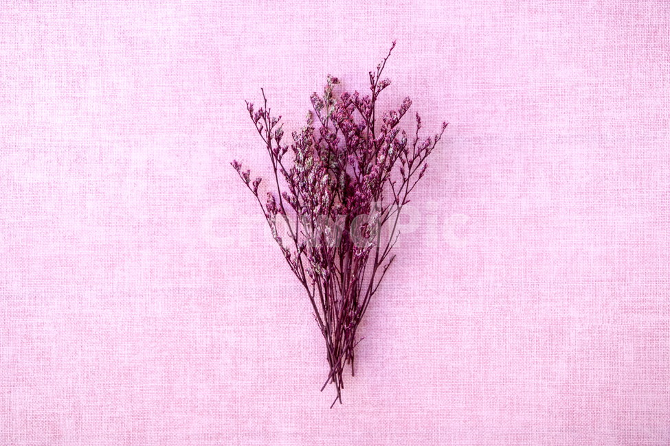 드라이플라워,말린꽃,꽃,식물,건조,꽃,flower