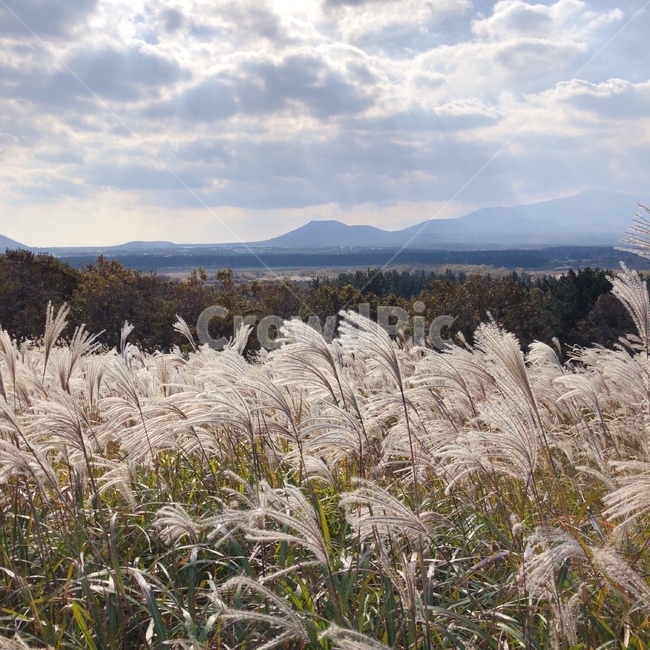 cloud,sky,Reed,sight,autumn,reed field,Sky of Autumn