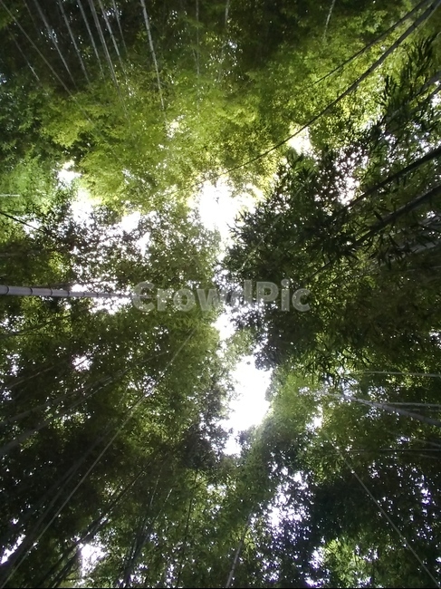 대나무,숲,하늘,forest,tree,빛,light