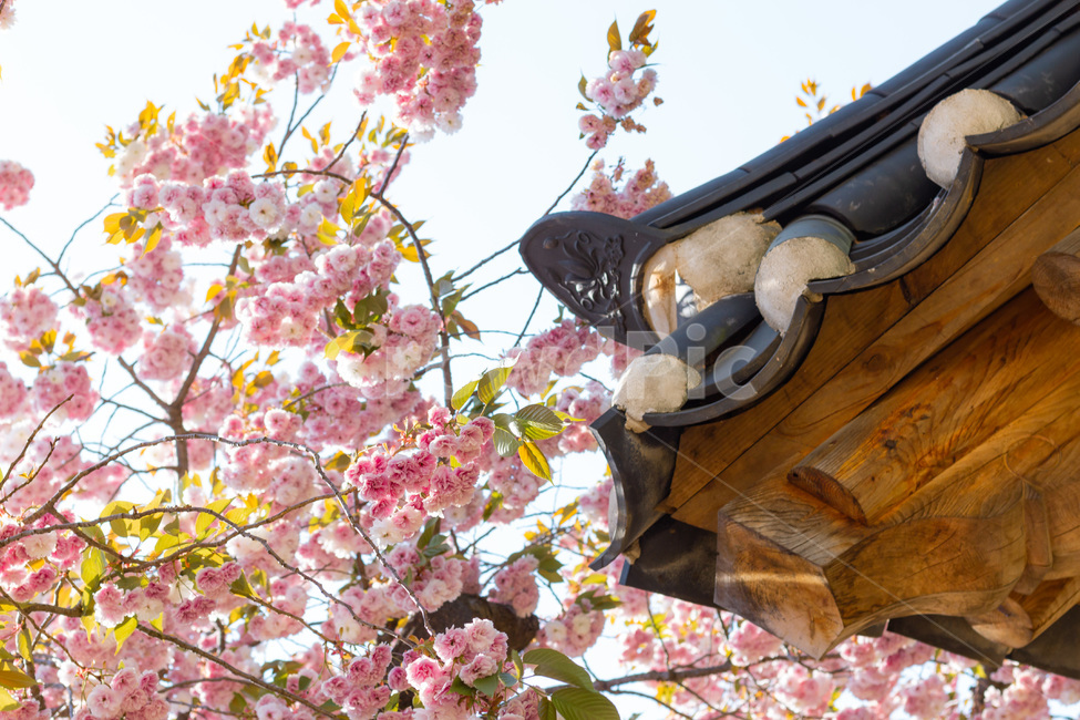 벚꽃,겹벚꽃,꽃,봄,한국자연경관,한국자연풍경,개심사,flower,감성,자연,식물,나무,봄,계절,spring,season,식물,자연,plants,nature,꽃,flower,plant