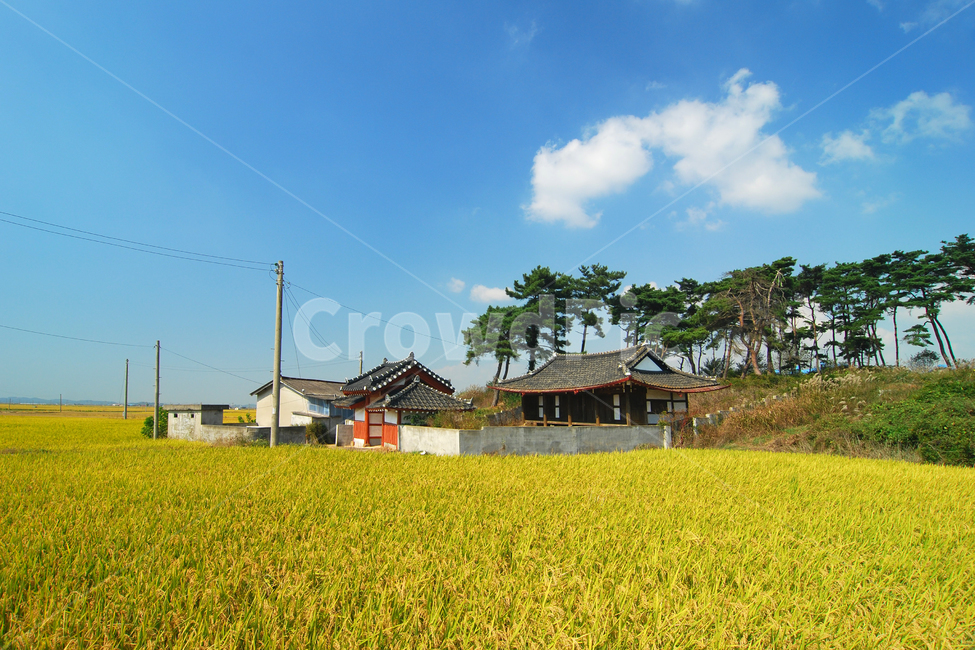 가을,벼,시골,풍경,집,농촌,한옥,전통,한국,한국전통,가을벼,주택,기와집,하늘,구름,배경,백그라운드,전원,가을풍경,가을,계절,fall,autumn,season,시골,마을,풍경,landscape,country,rural,town,outdoors,옥외,nature,자연