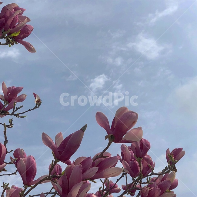 봄,목련,꽃,하늘,flower,sky,spring,봄,계절,spring,season,식물,자연,plants,nature,꽃,flower,plant