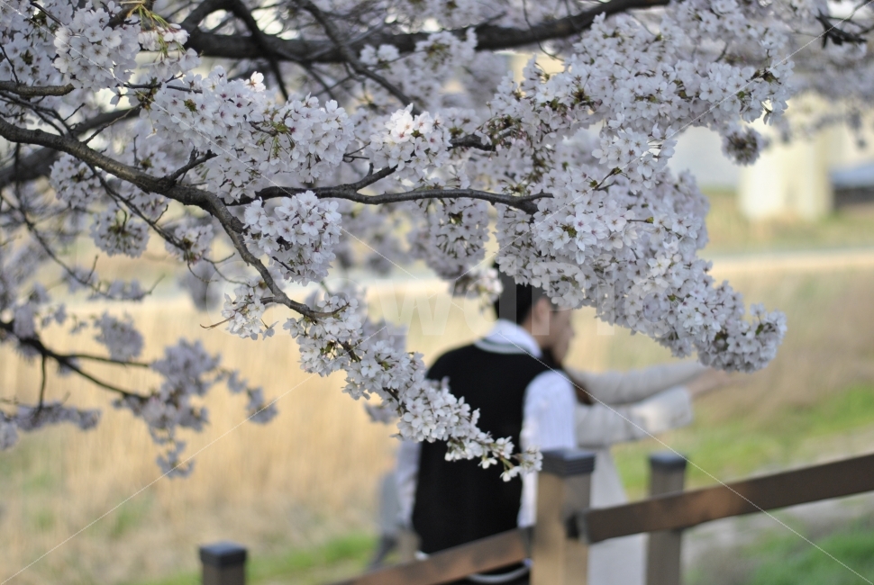 풍경,꽃,봄,흰색,자연,나무,Flower,white,tree,nature,spring,식물,plant,벚꽃,커플,봄,계절,spring,season,식물,자연,plants,nature,꽃,flower,사람,인물,인간,human,person,연인,커플,사랑,lover,couple,blossom,cherry blossom