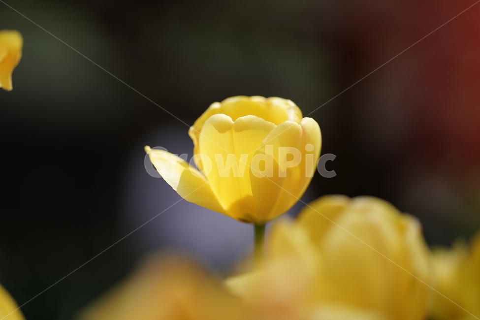 꽃,튤립,노랑,자연,수목원,식물,자연,plants,nature,꽃,flower