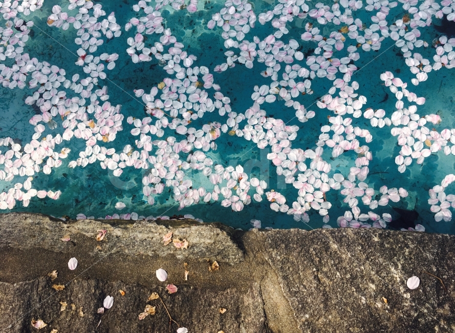 색감,꽃,벚꽃,일상,배경,풍경,자연,감성,감성사진,꽃배,봄,계절,spring,season,색깔,색상,색채,색감,color sense,color sensitivity,feeling of color,plant,식물,flower,blossom,cherry blossom