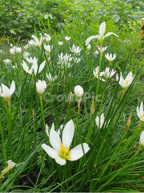 자연,식물,꽃,nature,plant,flower,blossom,하얀색꽃,하얀색,꽃송이,분위기,white,하얀꽃,식물,자연,plants,nature,꽃,flower