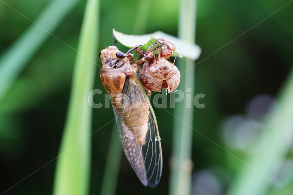 매미,번데기,매미탄생,번데기부화,굼벵이,동물,animal,곤충,벌레,insect,bug