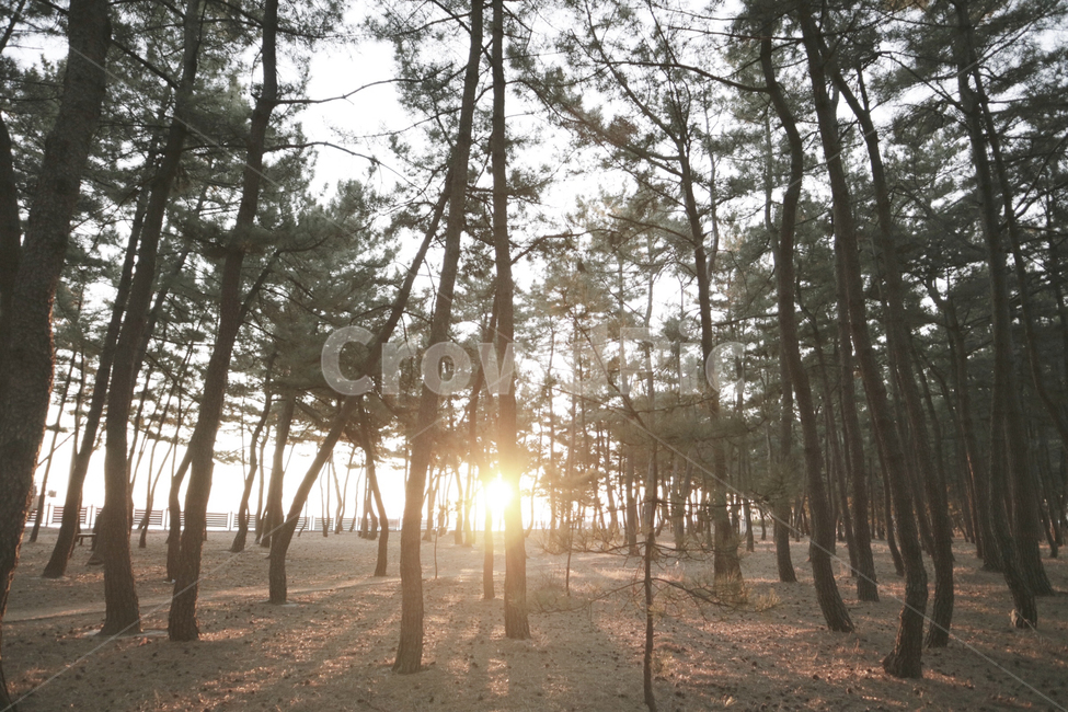 light,자연,plant,빛,flare,식물,플레어,나무,tree,숲,식물,자연,plants,nature,나무,trees,wood