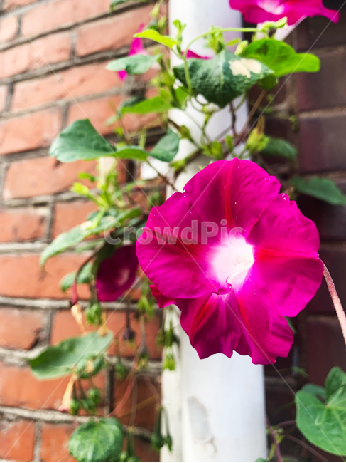 나팔꽃,꽃,아침꽃,flower,blossom,분홍꽃,plant,식물,식물,자연,plants,nature,꽃,flower