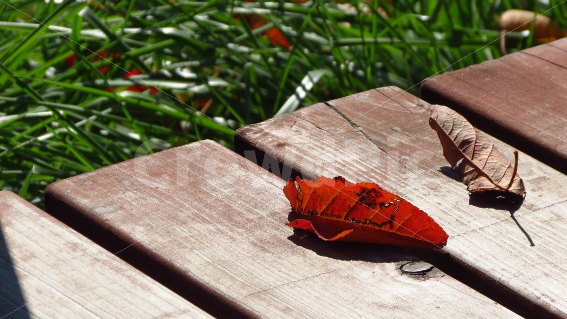 가을,낙엽,벤치,의자,잔디,leaf,leaves,bench,grass,양재시민의숲,양재천,fall,autumn,캐논SX40,CanonSX40,CanonSX40HS,가을,계절,fall,autumn,season,식물,자연,plants,nature,감성,sensible,feeling,잎,plant