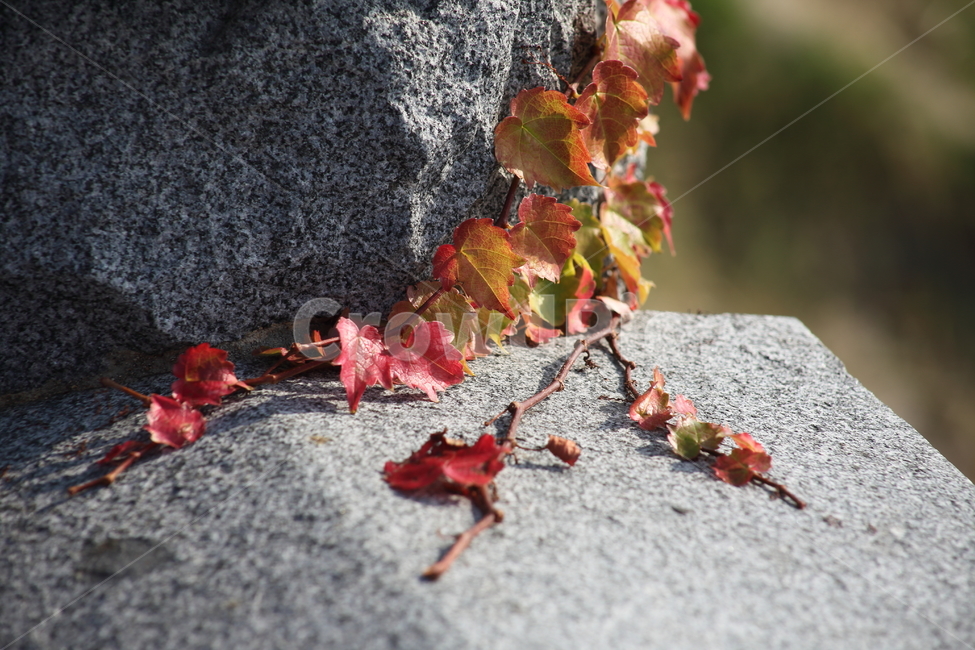 단풍,담쟁이,식물,가을,redleaves,Bostonivy,가을,계절,fall,autumn,season,leaf,잎,plant,tree,나무