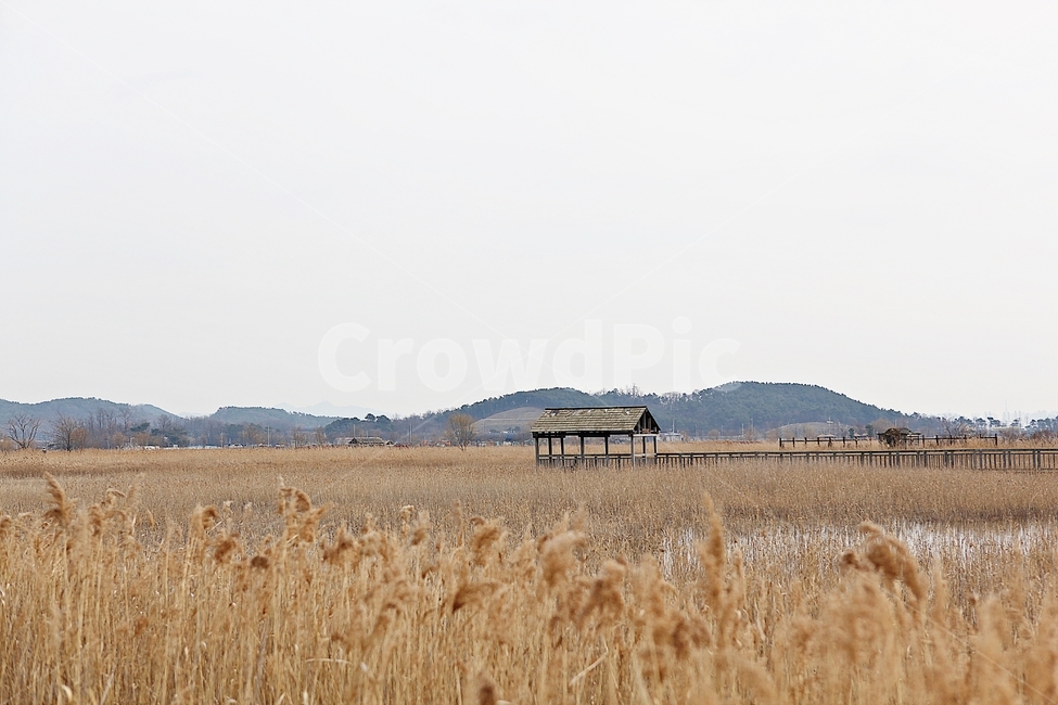 소래습지생태공원,갈대,억새,식물,풍경,자연,겨울,습지,생태공원,공원