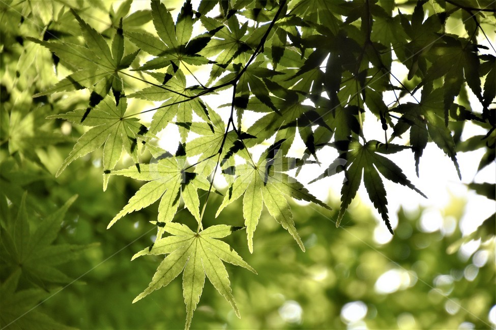 잎파리,식물,역광,푸르름,가지,대비,식물,자연,plants,nature