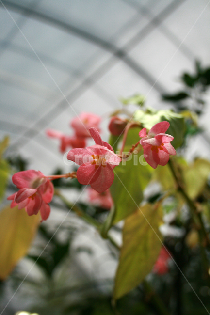 식물,flower,plants,nature,꽃,꽃봉오리,화원,식물,자연,plants,nature,꽃,flower