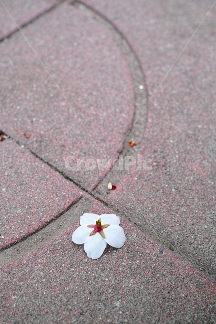 꽃,벚꽃,사쿠라,sakura,꽃잎,봄,계절,spring,season,꽃,flower,plant,식물,blossom