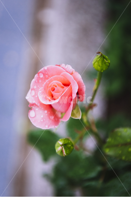 장미,꽃,rose,식물,자연,장미꽃,분홍,flower,plant,nature,꽃송이,물방울