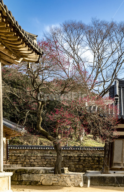 화엄사,사찰,국보,문화유산,홍매화,봄,흑매화,나무,담장,문화재,관광지,감성,기와지붕