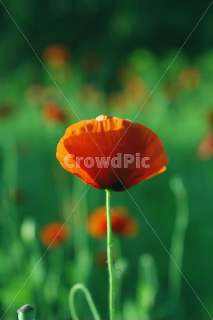 양귀비,꽃,flower,식물,감성사진,자연,계절,봄,spling,healing