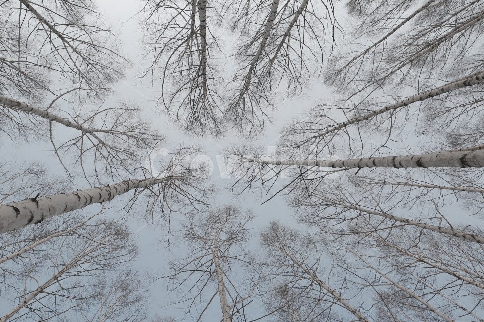 자작나무,자작나무숲,인제,설경,겨울,풍경,snow,눈,landscape,겨울,계절,winter,season,자연,풍경,nature,landscape,식물,plants,나무,trees,wood,outdoors,옥외