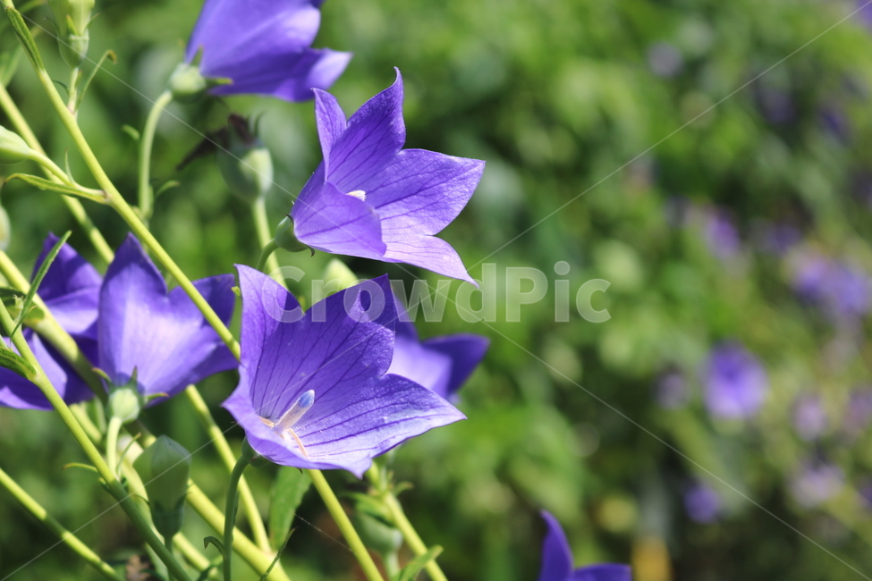 꽃,도라지꽃,도라지,식물,야생화,보라색꽃,자연,들꽃,식물,자연,plants,nature,꽃,flower