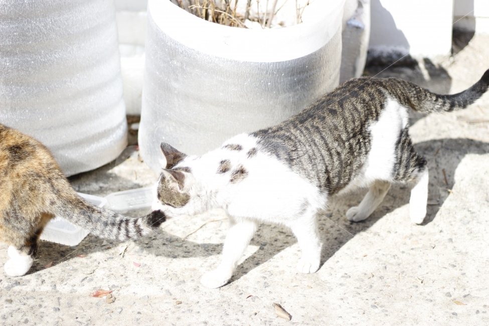 고양이,반려동물,유기묘,길냥이,애완동물,cat,pet,kitten,아기고양이,코숏,코리안숏헤어,동물,animal,햇살,햇볕,일광욕,sunshine,캣맘,캣대디,동물,animal,고양이,cat,kitten,kitty,포유류,mammal