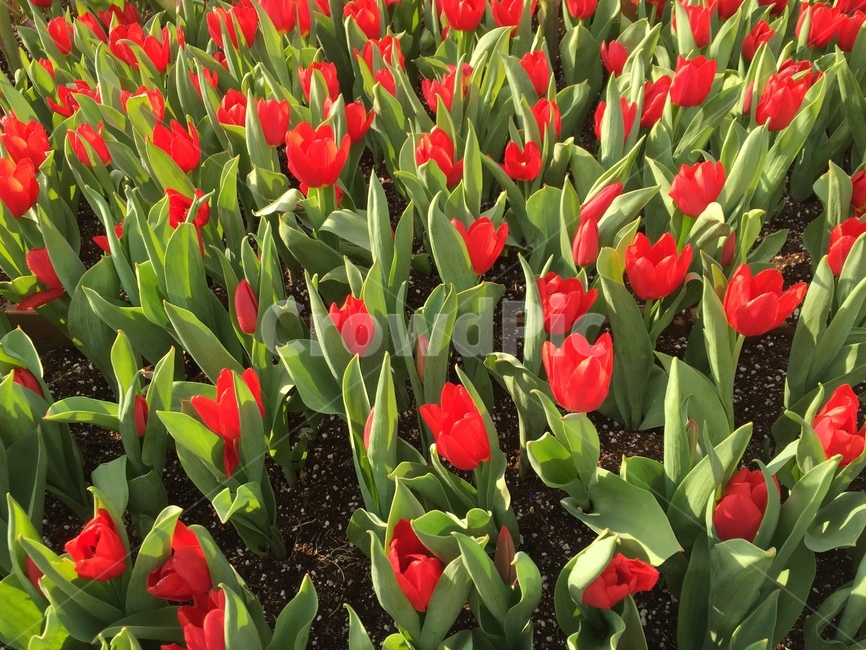 봄,꽃밭,식물,자연,튤립,빨간꽃,빨강,꽃,봄,계절,spring,season,식물,자연,plants,nature,꽃,flower,plant,blossom