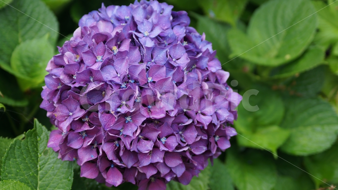 수국,거제수국,꽃사진,꽃,식물,식물,자연,plants,nature,꽃,flower