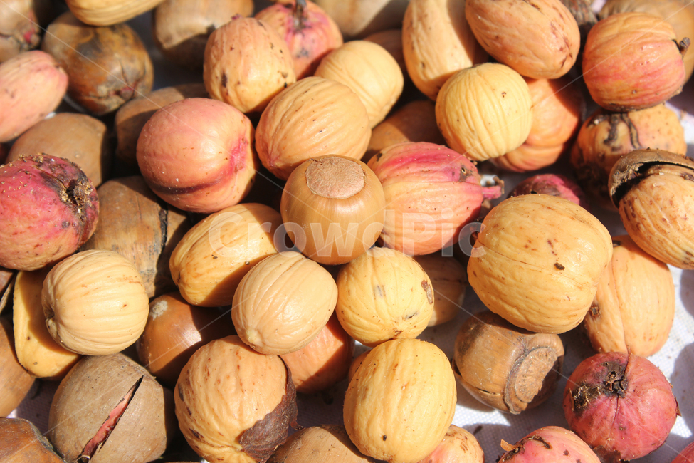 acorn,autumn,brown,closeup,dry,dummy,fall,food,fruit,group,macro,many,natural,nature,nut,plant,seed,도토리,가을,브라운,갈색,크롤즈업,말린,말리는,더미,음식,음식재료,열매,그룹,많은,자연,식물,가을,계절,fall,autumn,season,음식,식재료,요리,food,cook,meal,dishes,food reserves,과일,열매,fruit